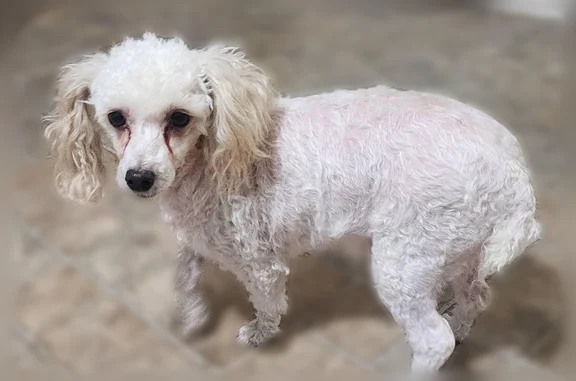Kiki is a female 7 year old white toy poodle. She is shy and quiet. Usually nervous around strangers. She likes other dogs. She is not wearing a collar and is not chipped. She got out of the house without us knowing while we were heading to the pool and we believe she tried to follow us and got lost. We noticed she was gone when we got home.
