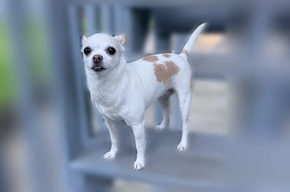 Lost dog, Southeast 256th Street, 14905, Covington - female Chihuahua with a pink collar - photo