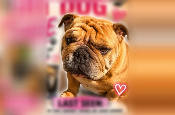 Lost dog, Brittain Street, 4920, Birmingham - female, fawn, friendly - photo