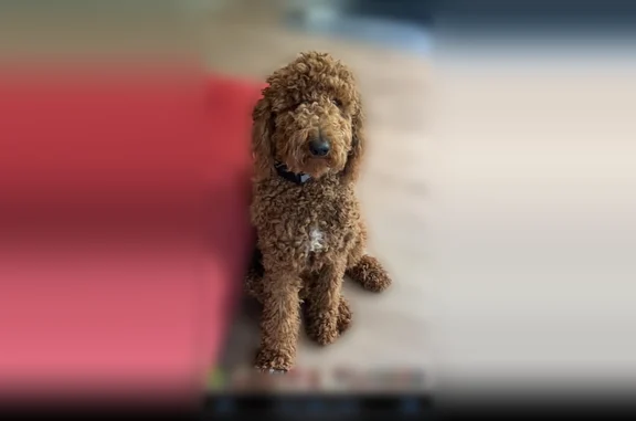 Lost dog, male, Kentucky 302, 4537, Van Lear — tan/red Goldendoodle - photo