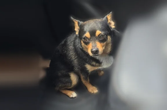 Found dog Hialeah, photo: Found dog, Skokie Drive, Country Club, Hialeah
