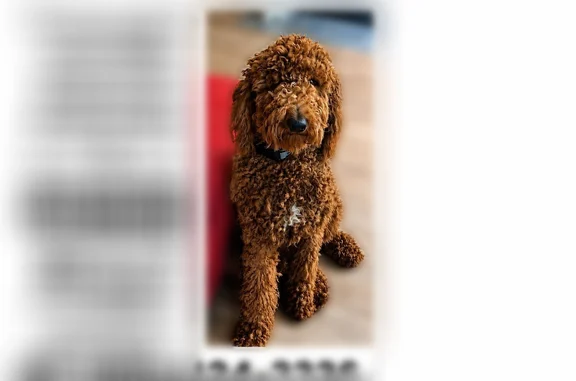Lost dog, Kentucky 302, 4537, Van Lear, Arlington - male Goldendoodle - photo
