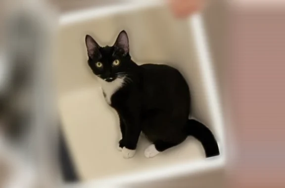 Lost cat, Bierney Creek Road, 180, Lakeside - female, black and white with white stomach, paws and a little white mustache - photo