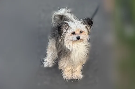 Lost dog, Fir Street, 30, Valley Stream, Hartford - female, small, furry, khaki and white - photo