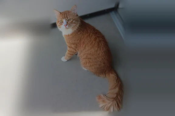 Missing cat Bozeman, photo: Lost cat, male, Sacco Drive, Bozeman - orange with white face and paws