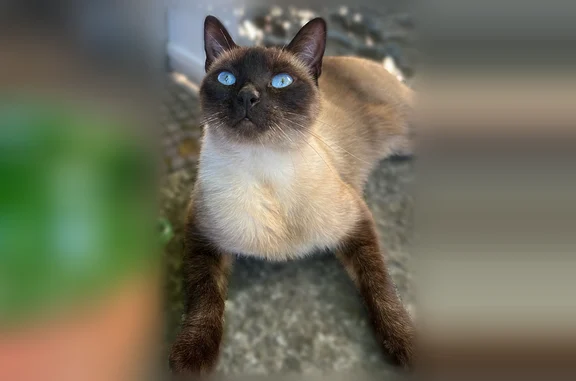 Chat perdu, Vic-Fezensac, photo: Chat perdu femelle, Route des Usines, Mazamet, Vic-Fezensac — siamoise aux yeux bleus