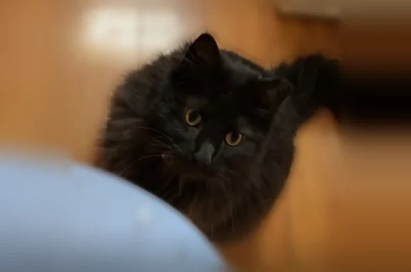 Lost cat, North Cedar Lake Road, 1195, Round Lake Beach - black, long-haired domestic cat - photo