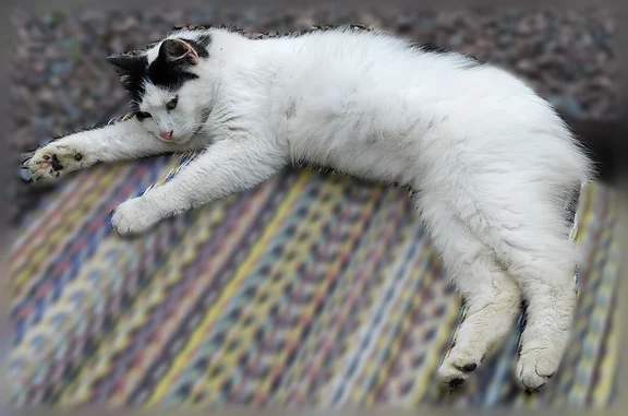 Animaux trouvés Paris, photo: Chat trouvé, femelle, Paris - bonne santé, très câline