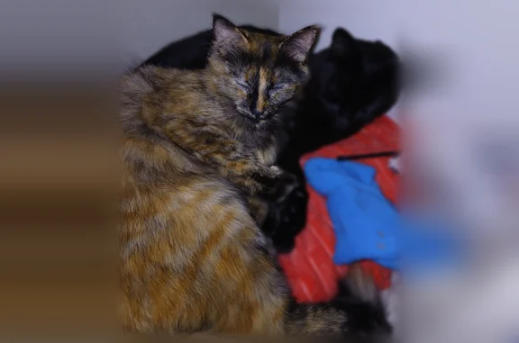 Animaux perdus La Rochelle, photo: Chat perdu femelle, Rue des Gonthières, 40, La Rochelle - tricolore, nécessitant des soins vétérinaires