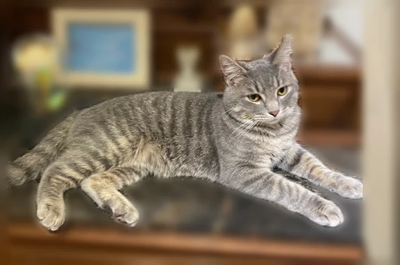 Chat perdu, Place de la Cathédrale, Bazas, Biscarrosse - mâle tigré gris et blanc - photo