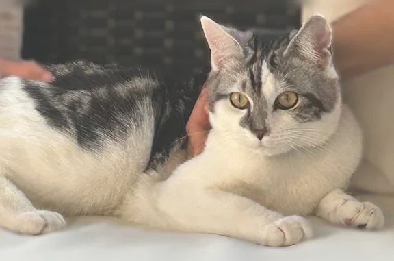 Animaux perdus Ambarès-et-Lagrave, photo: Chat perdu mâle, La Teste-de-Buch - gris et blanc, yeux noisettes