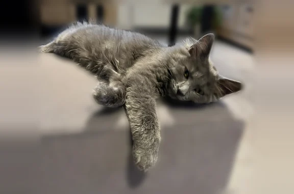 Chat perdu, femelle, Lyon — très sociable, petit gabarit - photo