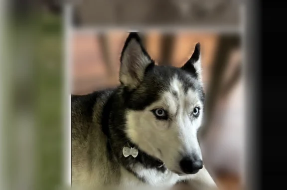 Lost dog, Van Cortlandt Park Avenue, 268, Yonkers, Manhattan - female Husky with blue eyes and a red collar - photo