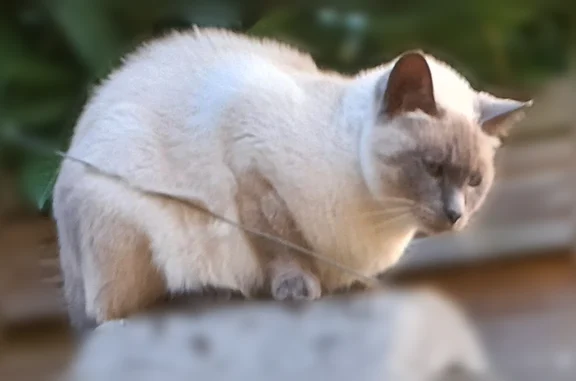 Chat perdu mâle, Impasse des Gueybauds, Gardonne, Nantes - 15 ans, eczéma au cou - photo