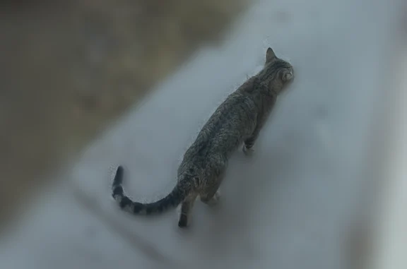 Lost cat, West 13th Avenue, 927, Denver - male - photo