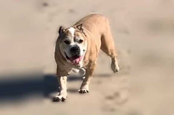 Animaux perdus Châteauneuf-sur-Charente, photo: Chien perdu mâle, Chemin du Petit Bonneuil, Bellevigne, Châteauneuf-sur-Charente – fauve et blanc