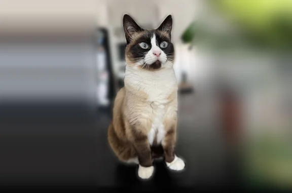 Animaux perdus Conflans-Sainte-Honorine, photo: Chat perdu, Rue du Bois Jacques, 10, Villers-au-Bois, Conflans-Sainte-Honorine - femelle croisé siamois