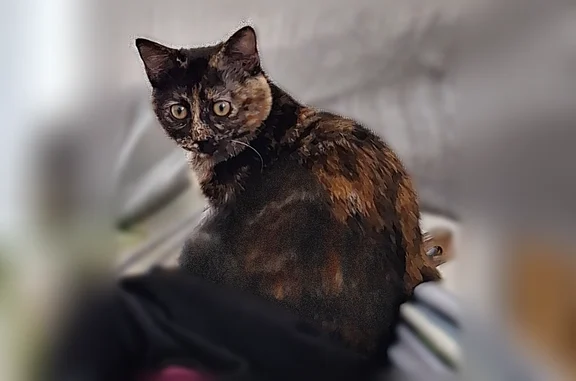 Animaux perdus Redon, photo: Perdu chat femelle à l’Allée du Clos Fleuri, Redon - petite et craintive