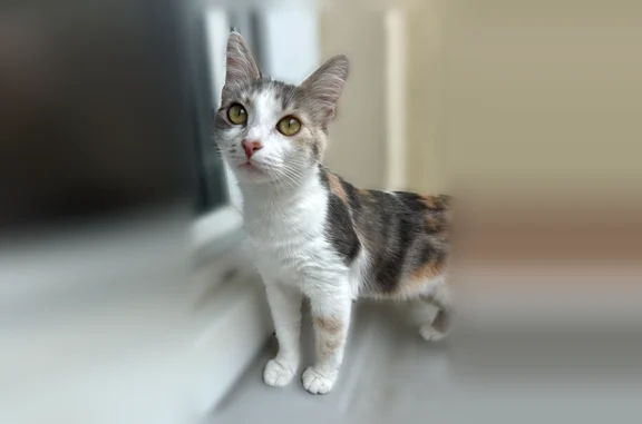 Chat perdu, Rue Philippe Lebon, 12, Bourges - femelle - photo
