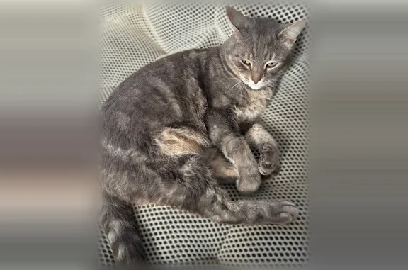 Animaux perdus Limoges, photo: Chat perdu, mâle, Rue de Tunis, 22, La Rochelle