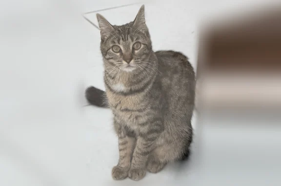 Animaux perdus Amiens, photo: Chat perdu, femelle, Rue Léon Dupontreué, Amiens - très câline