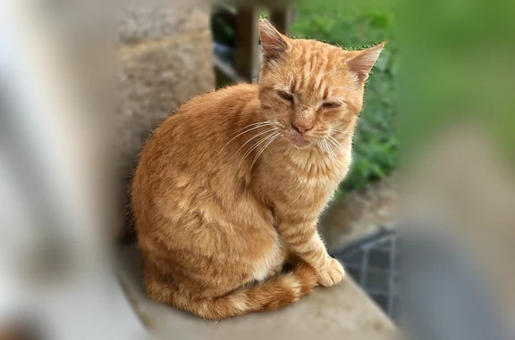 Chat trouvé mâle, D712, 16, Broons - tigré roux, bout de queue blanc - photo