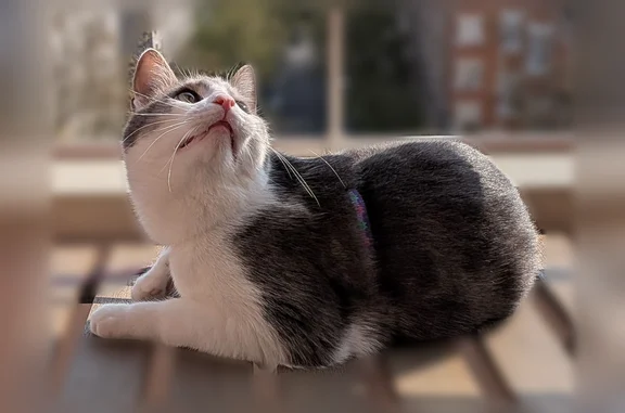 Animaux perdus Montreuil, photo: Chat perdu mâle, Rue de Lagny, 60, Montreuil - européen gris et blanc