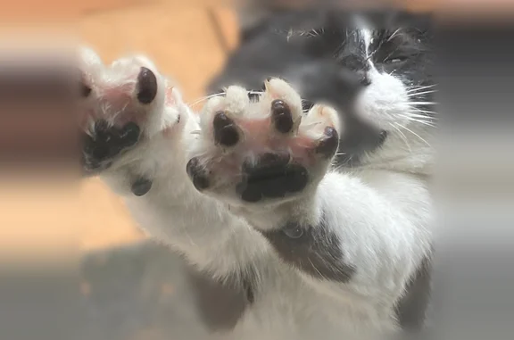 Animaux perdus Grenay, photo: Chat perdu mâle, Rue de la Ruat, 108, Grenay - chat noir et blanc aux yeux jaunes