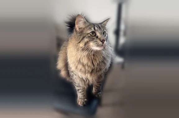 Lost cat, West River Street, 200, Rockton - photo
