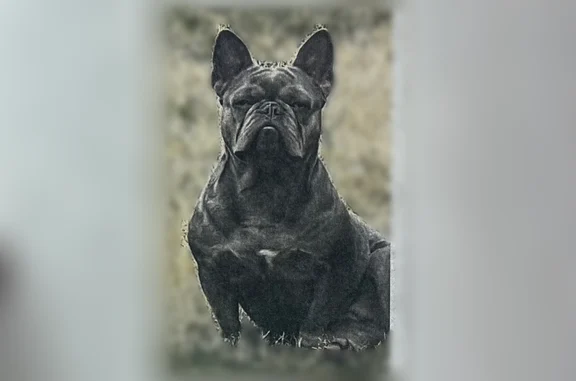 Lost dog, West University Avenue, 5555, Fresno - female frenchie - photo