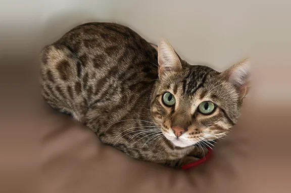 Animaux perdus Wolfisheim, photo: Chat perdu, Rue du Général Leclerc, 4, Wolfisheim - mâle