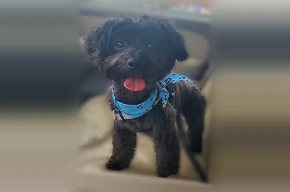 Lost pets Shreveport, photo: Lost dog, Inwood Road, 4138, Shreveport - male Yorkie MAX
