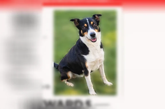 Lost dog, Laton, California - female Border Collie Mcnabb mix - photo