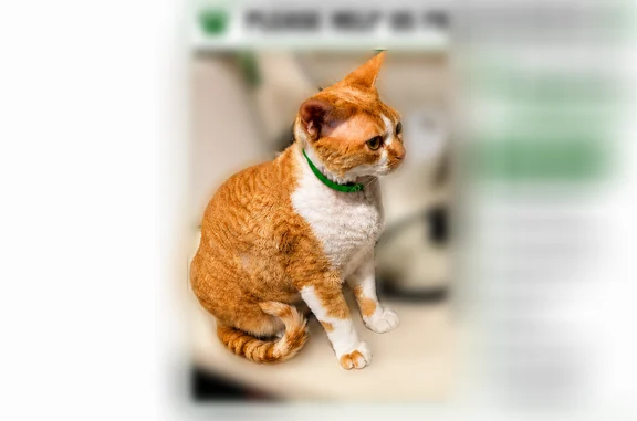 Lost cat, East Katella Avenue, 1920, Orange - orange and white short-haired cat - photo