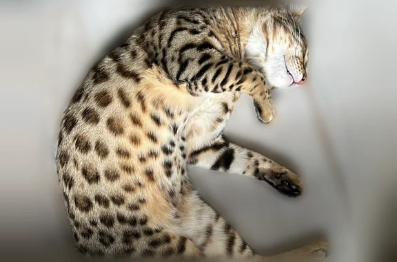 Animaux perdus Eckbolsheim, photo: Chat perdu mâle, Eckbolsheim, collier géolocalisé retrouvé coupé