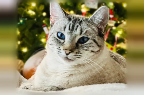 Lost cat, Jack Drive, 3583, Missoula - female - photo