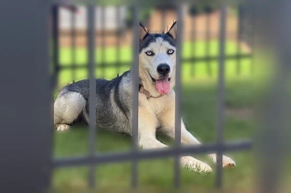 Found dog Chamblee, photo: Found dog, Chamblee Dunwoody Road, 3419, Chamblee - Husky/Husky mixes
