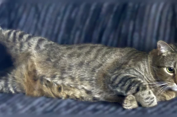 Lost cat, Bay Avenue, Delaware, Milford - female, shy, brown spotted - photo