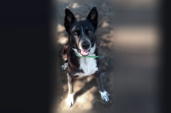 Missing dog Jacksonville, photo: Lost dog, male, Stirrup Place, Jacksonville, Kansas City — black and white, silver chain