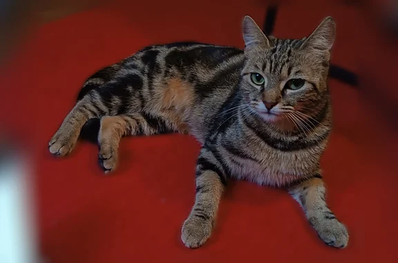 Animaux perdus Paris, photo: Perdu chat femelle, Rue de l'Abbé Groult, 100, Paris - tigrée marron et noire