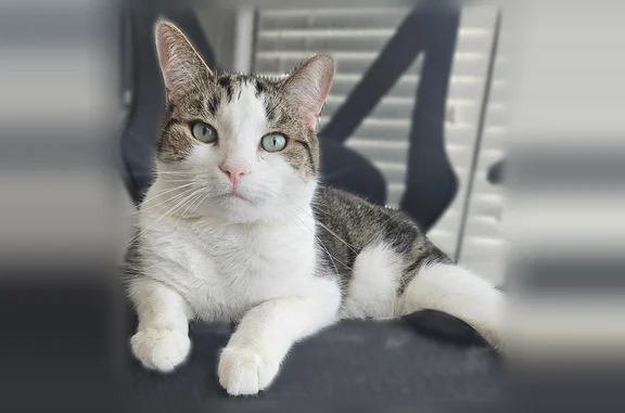 Lost cat - male, Remington Avenue, 2700, Reston - grey/brown and white tabby with 3 stripes on the back - photo