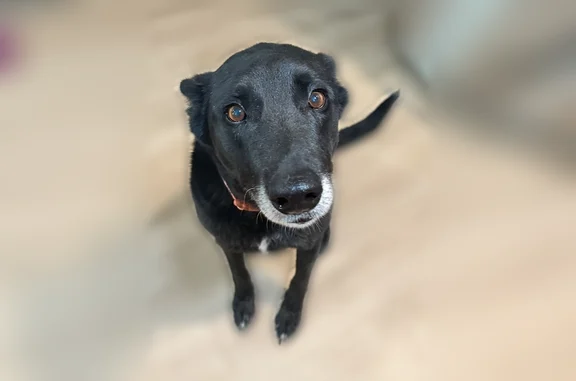 Lost dog, Denver Boulevard, 1014, San Antonio - female - photo