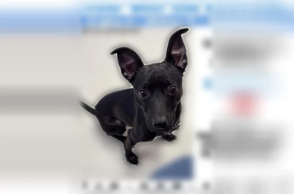 Missing dog Buffalo, photo: Lost dog, Buffalo, New York - male
