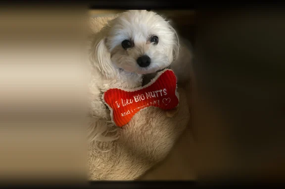 Lost dog, Corbridge Lane, 3462, Rockford - female Maltipoo - photo