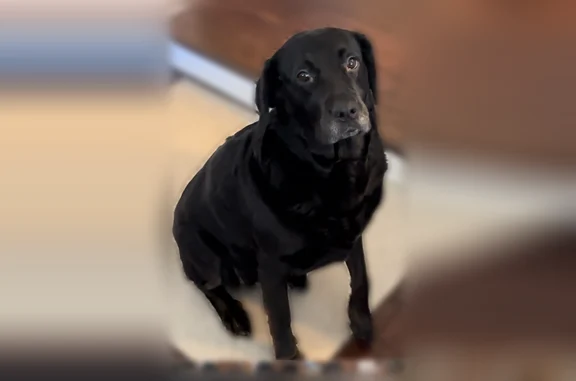 Lost dog, Matthews Weddington Road, 2925, Winchester - female black lab - photo