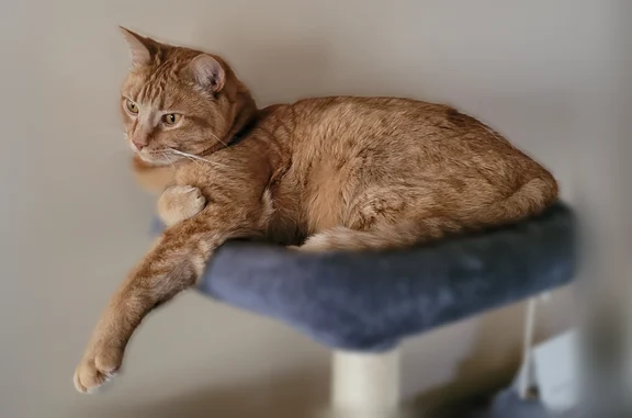 Lost pets Malden, photo: Lost cat, Stafford, Connecticut, Malden - male, orange tabby, friendly