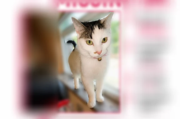 Lost cat, North Kostner Avenue, 1067, Chicago - female - photo