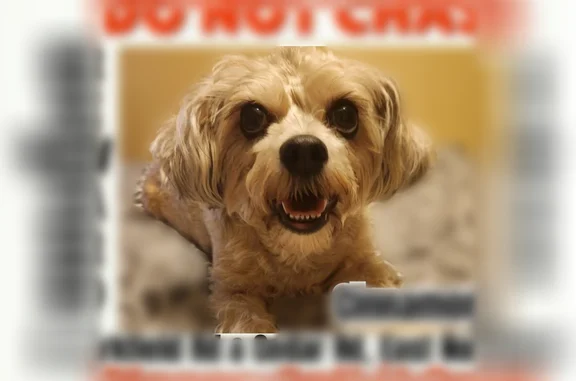 Lost dog, female, Larkfield Road, 598, East Northport - small tan/beige dog, very timid - photo