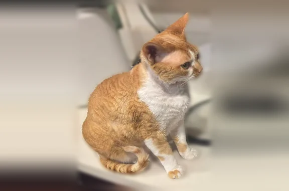 Lost pets Orange, photo: Missing cat Male, Orange (usl538599)