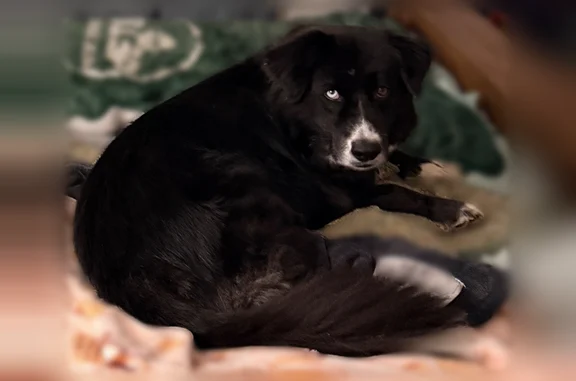 Lost dog, Eastway Drive, 1830, Arlington - male, blue right eye, very timid - photo